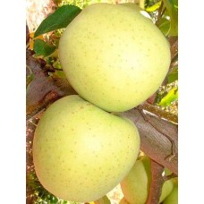 Μηλιά - Golden delicious (Malus Communis)