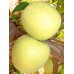 Μηλιά - Golden delicious (Malus Communis)