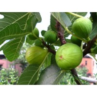 Συκιά (Ficus carica)- Άσπρα σύκα