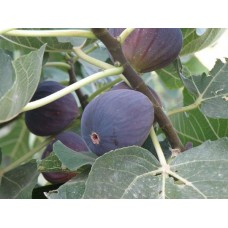 Συκιά (Ficus carica)- Μαύρα σύκα